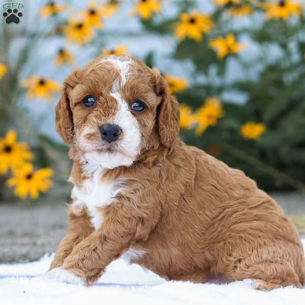 Carli F1B, Cavapoo Puppy